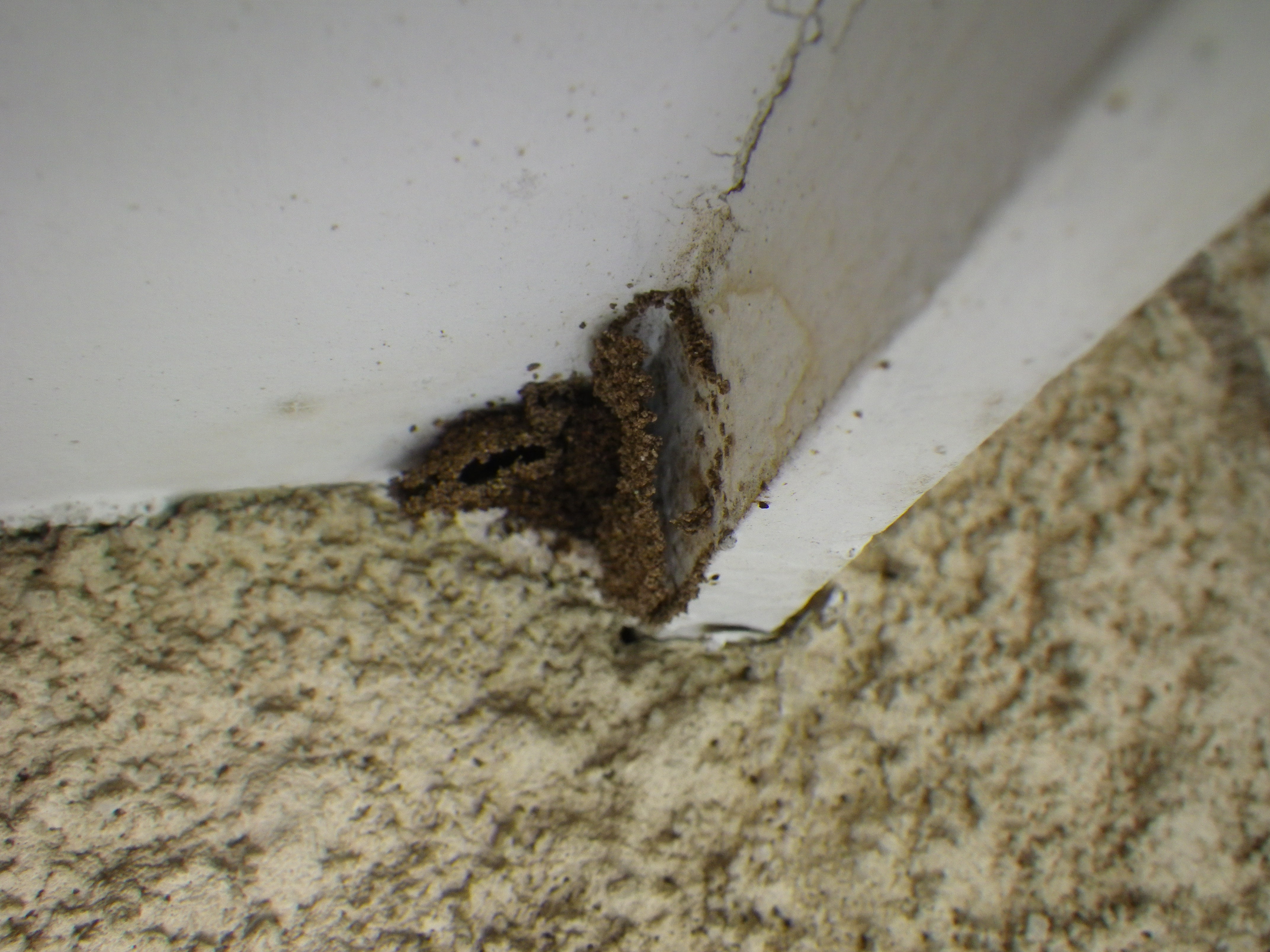 羽蟻発生 横浜メンテナンスダイアリー